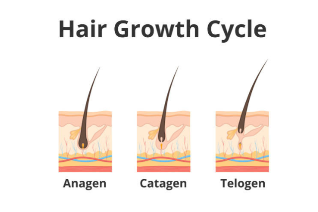How Fast Does Hair Usually Grow