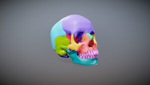 Cranial Bones Anatomy Names Functions Structure & Development